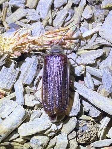iNaturalist observation photo of Hairy Pine Borer