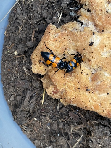 iNaturalist observation photo of Boreal Burying Beetle