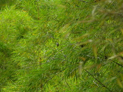 Chlorostilbon melanorhynchus