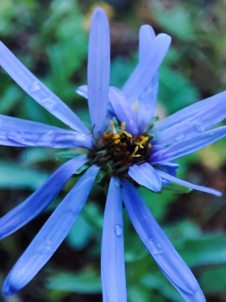Tibetiodes flaccida; photograph K.P., CC BY, iNaturalist via GBIF