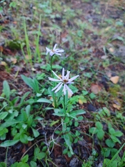 K.P., CC BY, iNaturalist via GBIF Tibetiodes flaccida, photograph K.P., CC BY, iNaturalist via GBIF