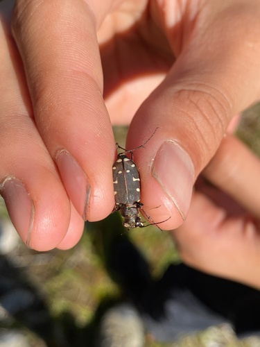 iNaturalist observation photo of Western Tiger Beetle