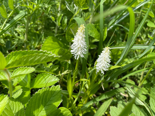 Chionographis japonica iNat (2)