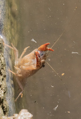 Procambarus clarkii