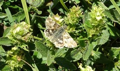 Muschampia lavatherae