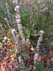 Omalotheca sylvatica