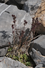 (c) fmunoz, some rights reserved (CC BY) Sedum magellense, photograph (c) fmunoz, some rights reserved (CC BY)
