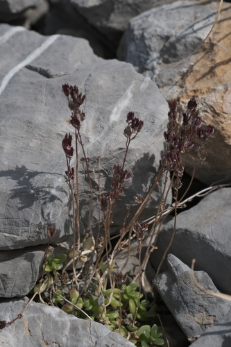 Sedum magellense, photograph 6