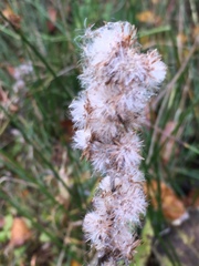 Omalotheca sylvatica