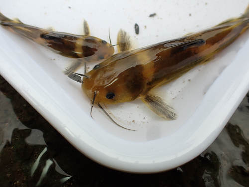 Oranje bagrid-meerval (Pseudobagrus aurantiacus) — Bagridae — 4