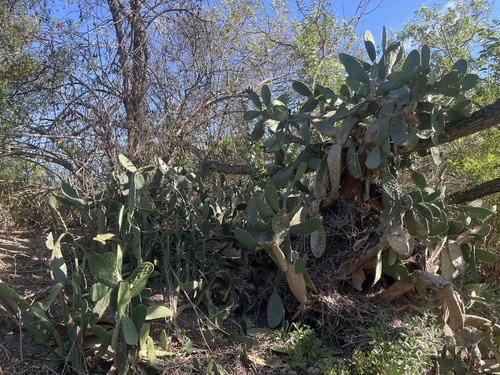 iNaturalist observation photo of Indian fig opuntia