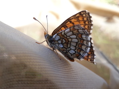 Melitaea parthenoides