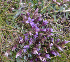 Gentianella columnae