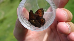 Erebia epiphron
