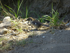Atlapetes leucopterus