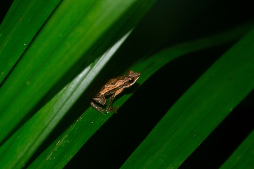 Dendrophryniscus imitator
