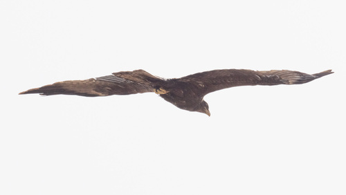 Milano piquigualdo (Milvus aegyptius)