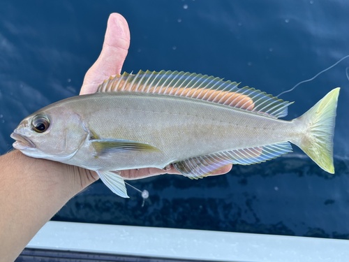 Ocean Whitefish