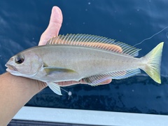 Ocean Whitefish photo 2
