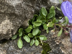 Favratia zoysii, photograph (c) Joss Carr, some rights reserved (CC BY)