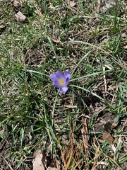 Crocus