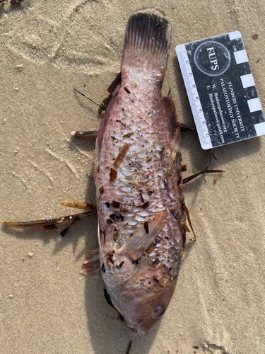 Halichoeres pallidus