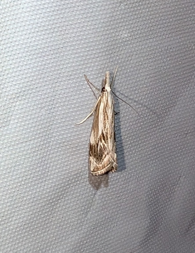 Western Catoptria