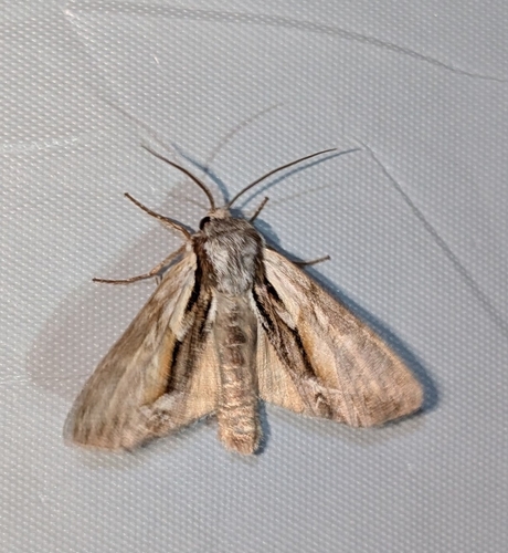 Summer Hyppa Moth photo 5