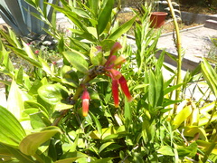 Macleania cordifolia