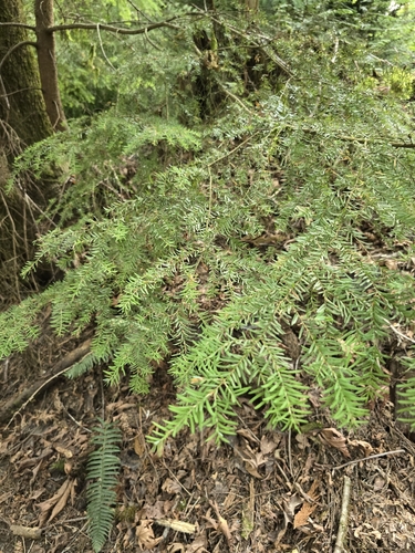 western hemlock
