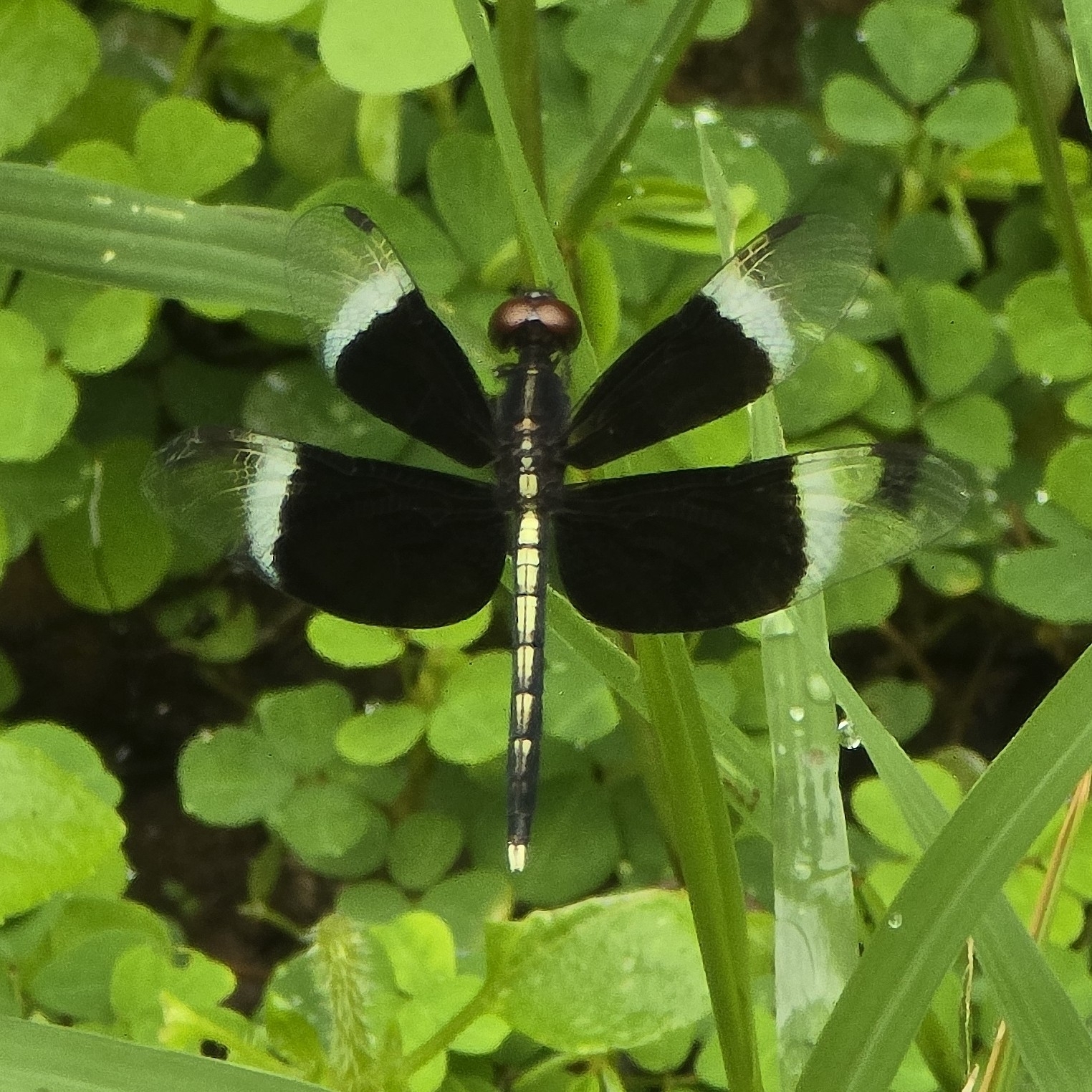 Pied Paddy Skimmer