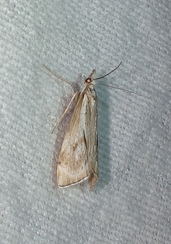 Western Catoptria photo 2