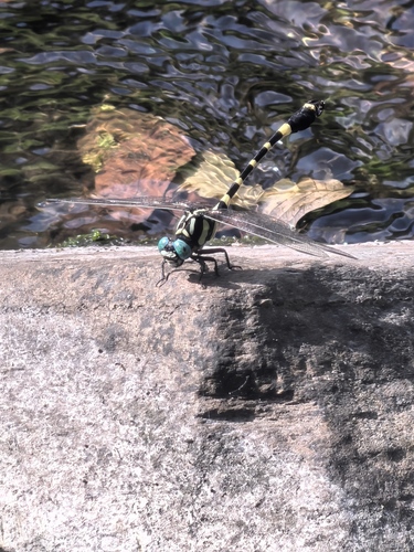 Lamelligomphus ringens