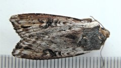 Xylena thoracica