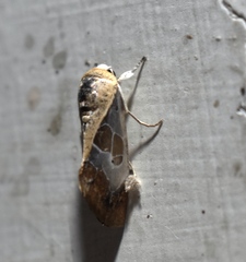 Westermannia superba