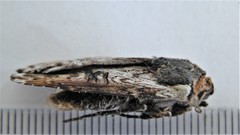 Xylena thoracica