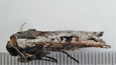 Xylena thoracica