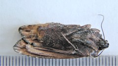 Xylena thoracica