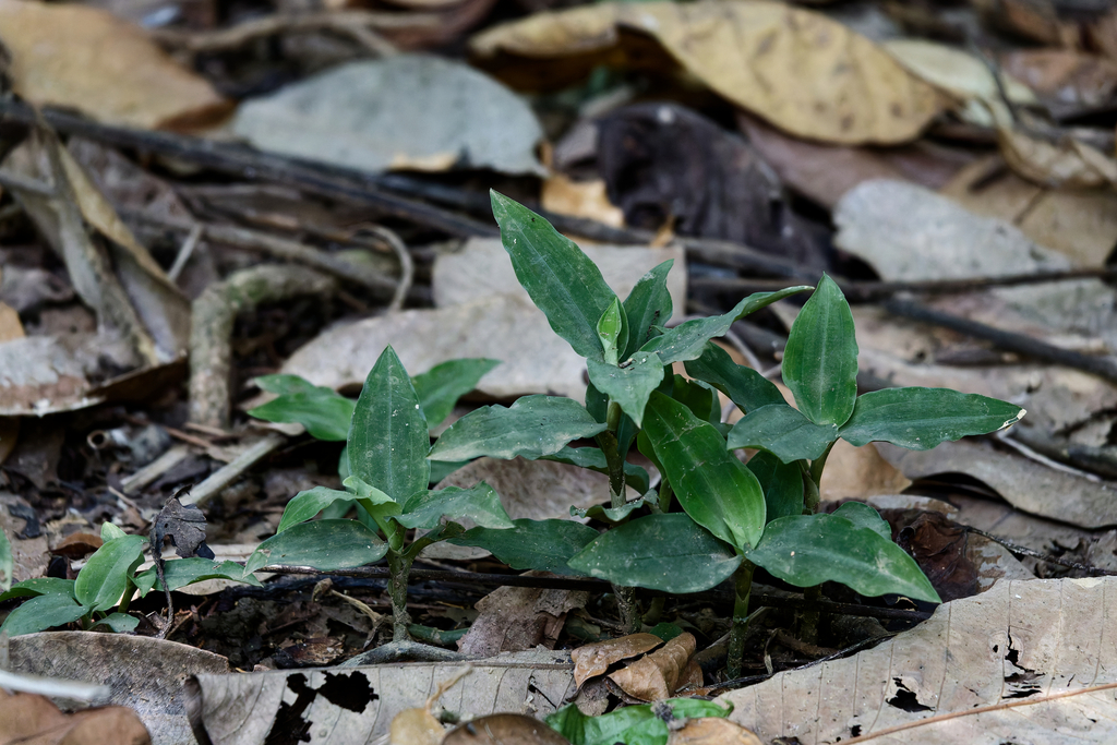 Zeuxine clandestina