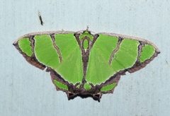 Agathia angustilimes