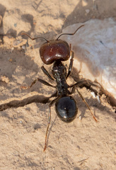 Messor barbarus