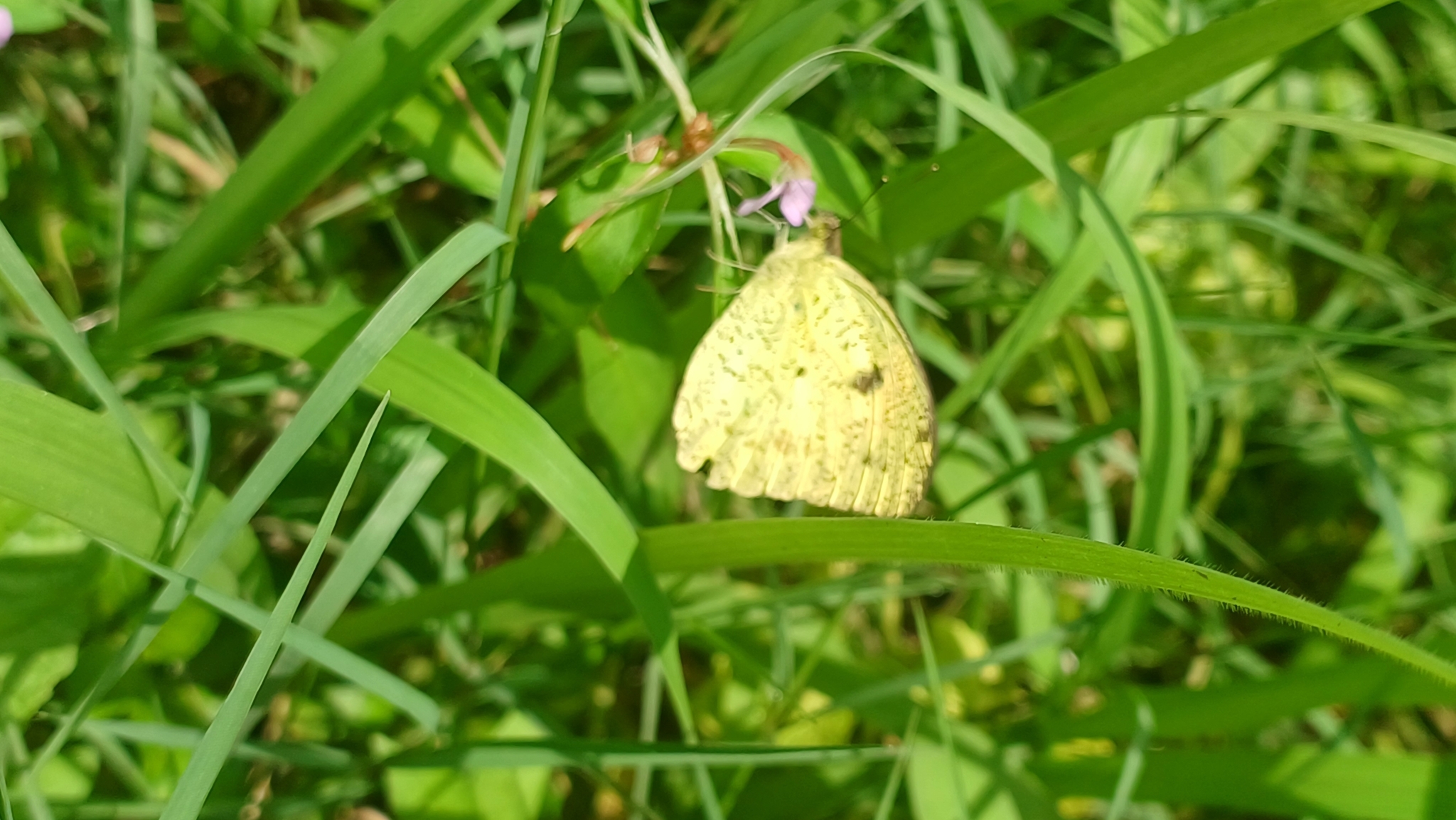 Yellow Orange-Tip