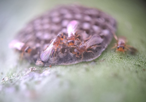 Aphanomerus pusillus observed 2025-07-28