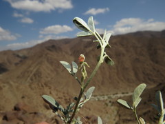 Indigofera oblongifolia