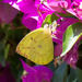 Yellow Migrant - Photo (c) Mark Rosenstein, some rights reserved (CC BY-NC), uploaded by Mark Rosenstein