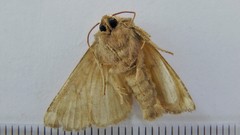 Papaipema harrisii