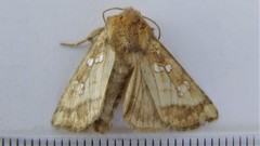 Papaipema harrisii