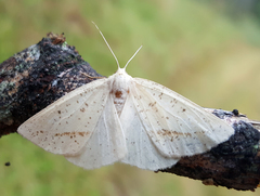 Lychnosea intermicata
