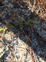 Galactia brachystachys