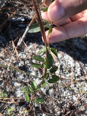 Galactia brachystachys